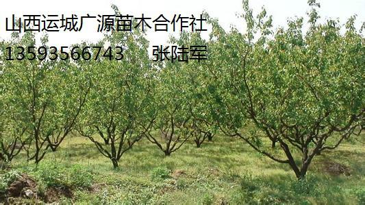 供应杏树出售5公分6公分7公分杏树大量图片