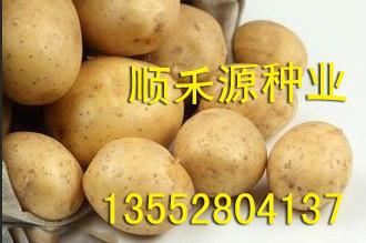 供应早熟脱毒马铃薯种子早大白土豆种子批发