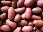 彩色土豆种子供应彩色土豆种子
