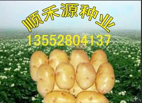 供应土豆种子价格