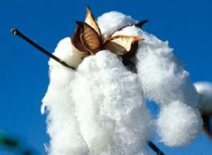 供应棉花种子新疆棉花种子图片