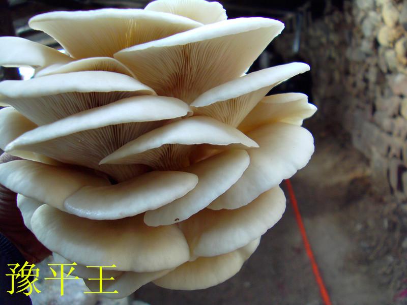 供应食用菌平菇菌种四季88 一级菌种 试管母种 颗粒母种 平菇菌种