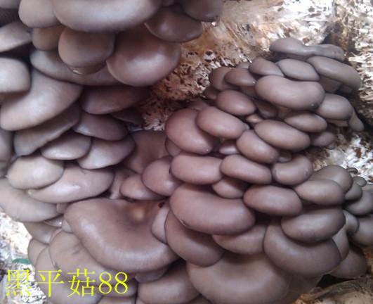 供应食用菌平菇菌种黑平2011——4一级母种 试管菌种 颗粒母种
