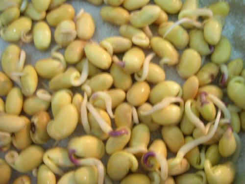 山东基地出售一级黄皮大豆种子批发