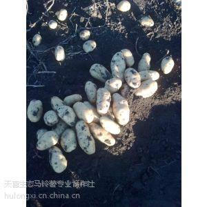 供应黑龙江拖到马铃薯批发供货商，黑龙江土豆代收，黑龙江马铃薯生产基地