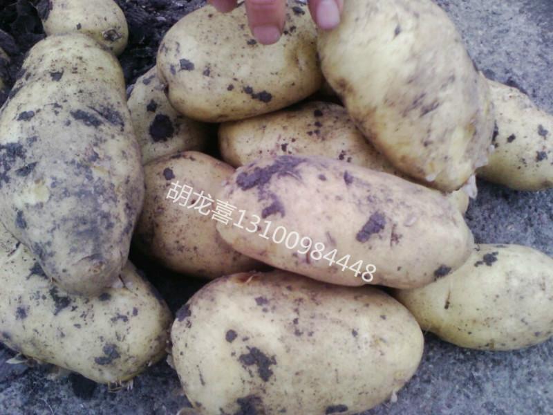 黑龙江马铃薯种植行情批发