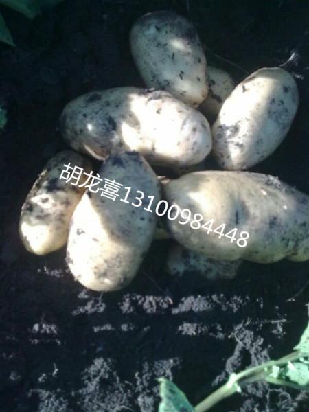 供应脱毒马铃薯供应商，黑龙江土豆，马铃薯种植批发
