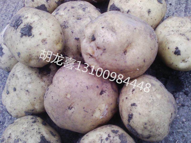 供应讷河马铃薯种子批发供货商，讷河土豆，讷河马铃薯种子菜豆