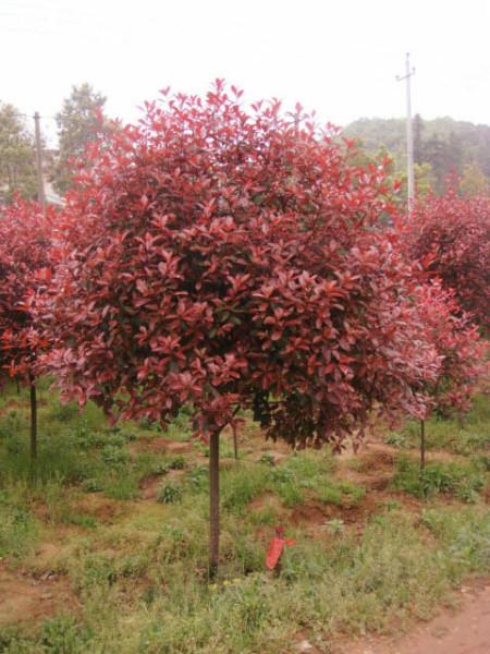供应江苏常州红叶石楠树苗供应商，红叶石楠苗木质优价低