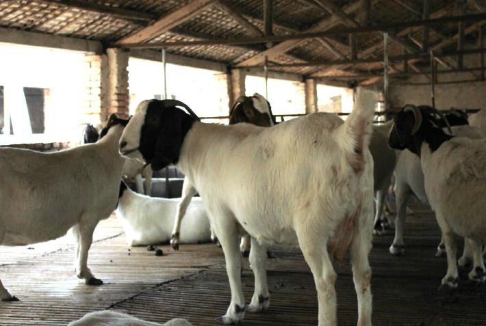 波尔山羊羊苗羊羔纯种波尔山羊波尔山羊羊苗，山羊羊羔价格，纯种波尔山羊