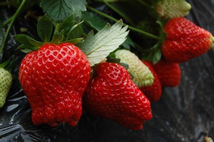 供应营口草莓种植基地草莓批发价，大连草莓批发商草莓直销商图片
