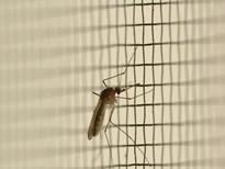 苏州灭蚊子苍蝇消杀-价格-公司-厂家