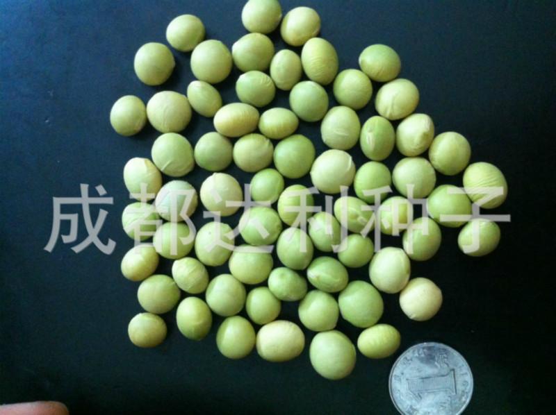 供应毛豆种子台湾75-3毛豆种子国标一级大田用种