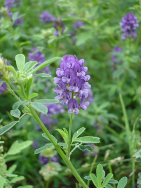 牧草紫花苜蓿种子玉米草种子图片