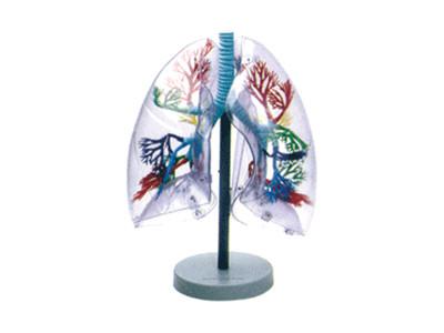 透明肺段模型批发