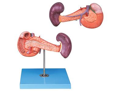 胰、十二指肠和脾模型-上海怡健医学图片