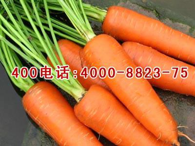 金乡绿色蔬菜胡萝卜11月份上市批发