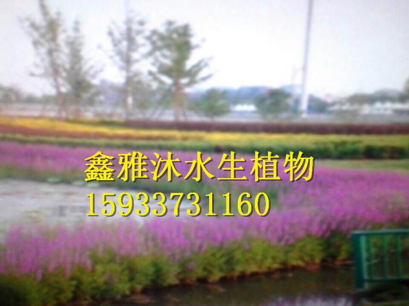 供应钦州水生植物种植种植工程公司，安新县鑫雅沐水生植物种植公司