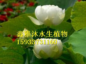 供应昌图水生植物种植，安新县鑫雅沐水生植物专业种植合作社图片