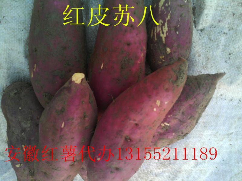 供应安徽苏薯8号红薯