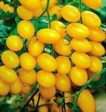 供应进口金妃-番茄种子,荷兰番茄种子，黄色小番茄种子