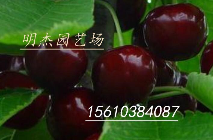 樱桃树苗价格图片
