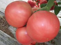 供应巨粉宝石-番茄种子，荷兰番茄种子，高产番茄种子