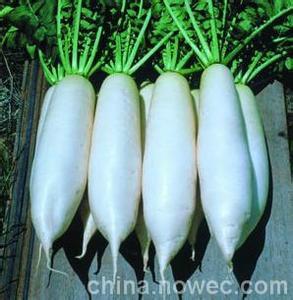 供应亚新百-白萝卜种子，韩国萝卜种子，白萝卜种子