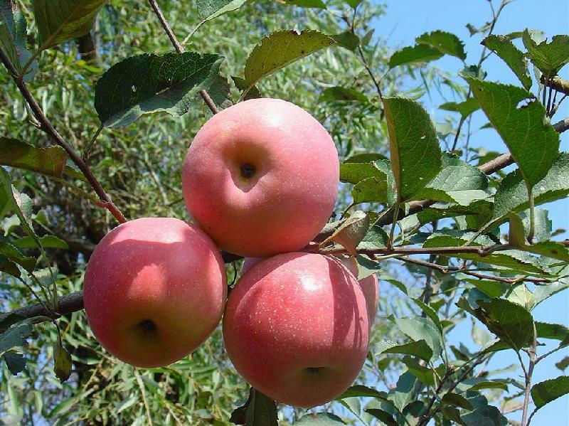 供应红嘎啦苹果苗早熟苹果苗山东新品种苹果苗1-2年生分支苹果苗