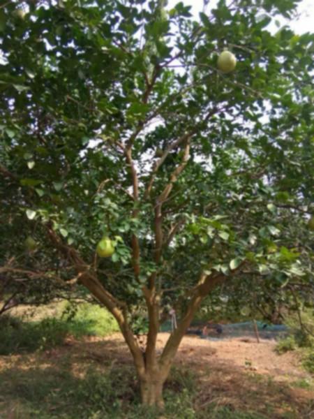 供应30公分柚子树，30公分柚子树价格，30公分柚子树批发