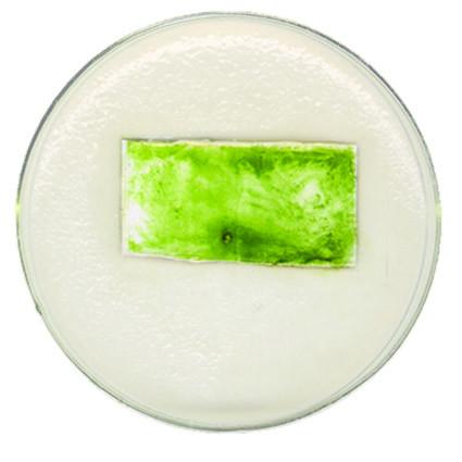 抗藻性能检测，涂料抗藻性能检测，广东抗藻性能检测