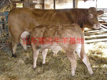供应用于育肥与繁殖的黄牛价格
