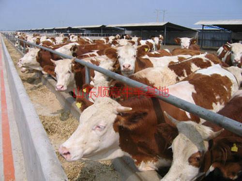 供应用于育肥与繁殖的贵州肉牛养殖图片