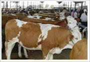 供应用于育肥与繁殖的西门塔尔牛牛犊多少钱一头
