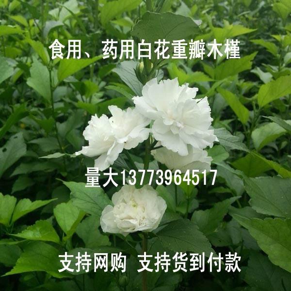 白花木槿食用木槿观赏木槿木槿小苗销售1.5米高木槿苗