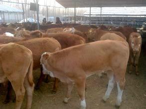 育肥肉牛-利木赞牛5-6个月的牛犊子的价格是多少图片
