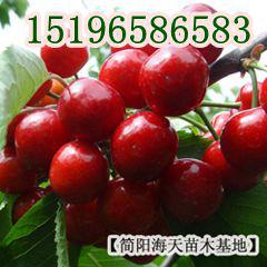 供应用于栽种的进口车厘子苗汶川大樱桃