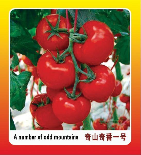 供应红色番茄种子奇番一号番茄种子  最新选育抗TY优良品种图片