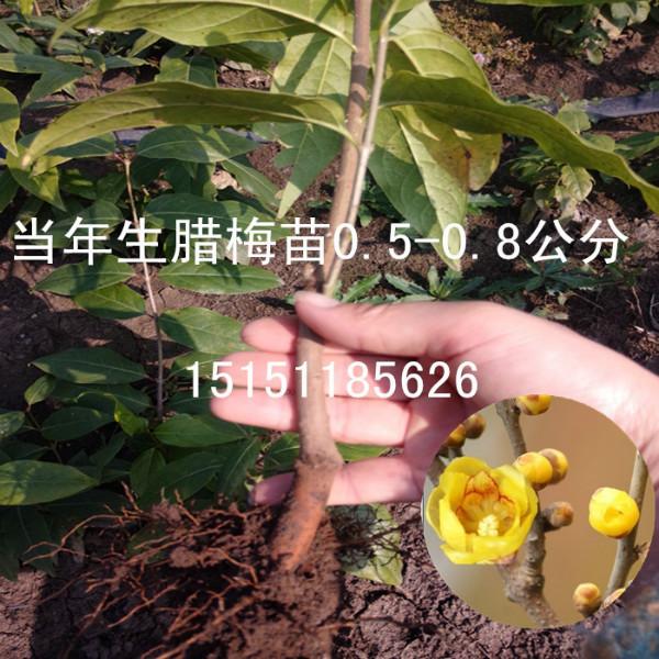 当年生腊梅苗供应当年生腊梅苗/0.3-0.6厘米高腊梅花苗/一年生腊梅小苗图片