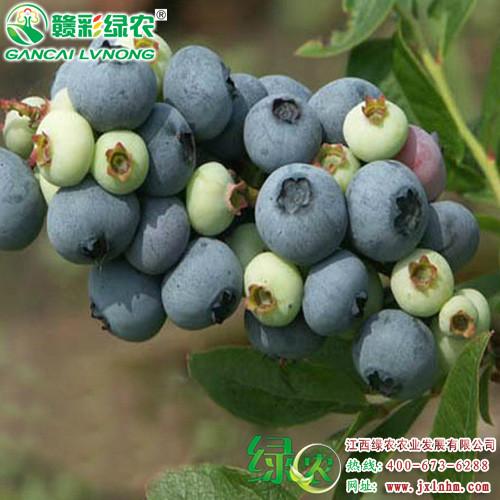 供应V3蓝莓 南高丛最早成熟品种 V3蓝莓小苗供应批发零售江西绿农