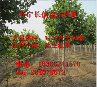 供应米径5公分6厘米速生法桐安徽滁州2014年价格图片