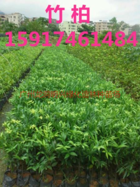 供应用于绿化造林的南方30公分高大叶紫薇袋苗哪里有，广州40公分高大叶紫薇树苗供货商，广东50公分高大叶紫薇种苗