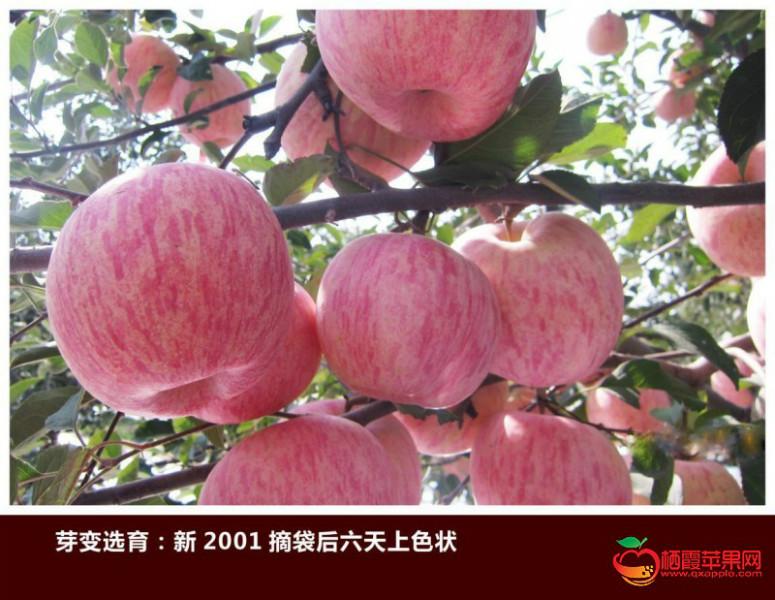 优质苹果苗矮化苗红富士苹果苗信誉保证图片