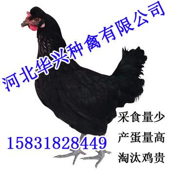 黑鸡华兴种禽产蛋量高批发