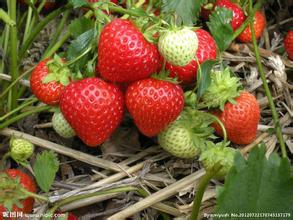 供应广东草莓种植场，广东草莓种植技术，广东特价草莓