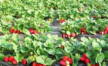 供应清香草莓种植基地，清香草莓市场价格，清香草莓厂家批发图片