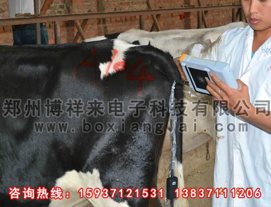 供应牛用B超妊娠检测仪bxl-v20图片