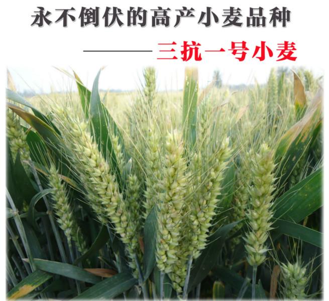 济南市三抗1号厂家供应三抗1号高产抗倒伏小麦种