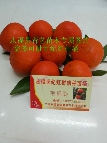 供应用于的世纪红柑橘果苗种植园