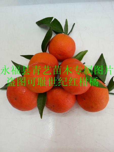 供应华南世纪红柑橘果苗供应商